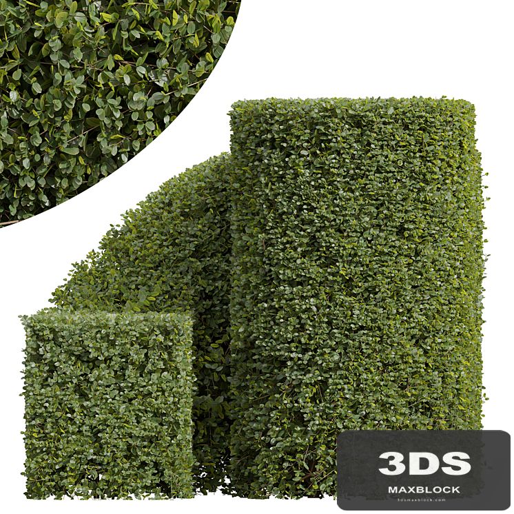 New Plant Ficus Concinna Bonsai Pruned07