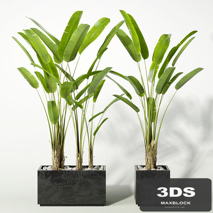 palm