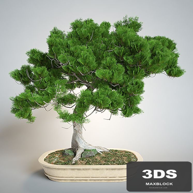 Bonsai