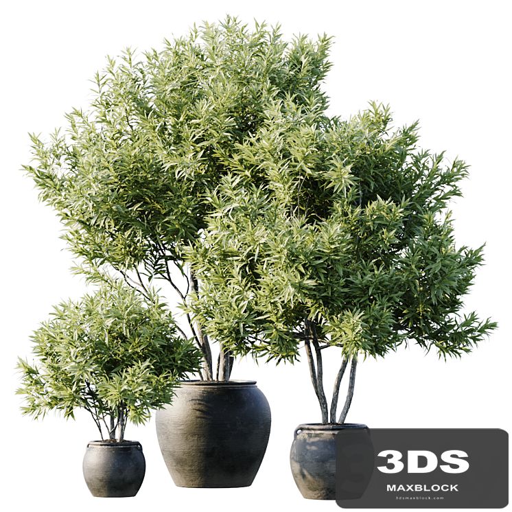 Plant 3