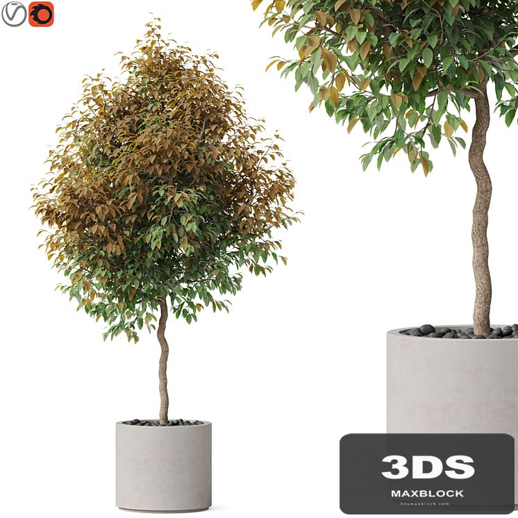 Plants collection 809
