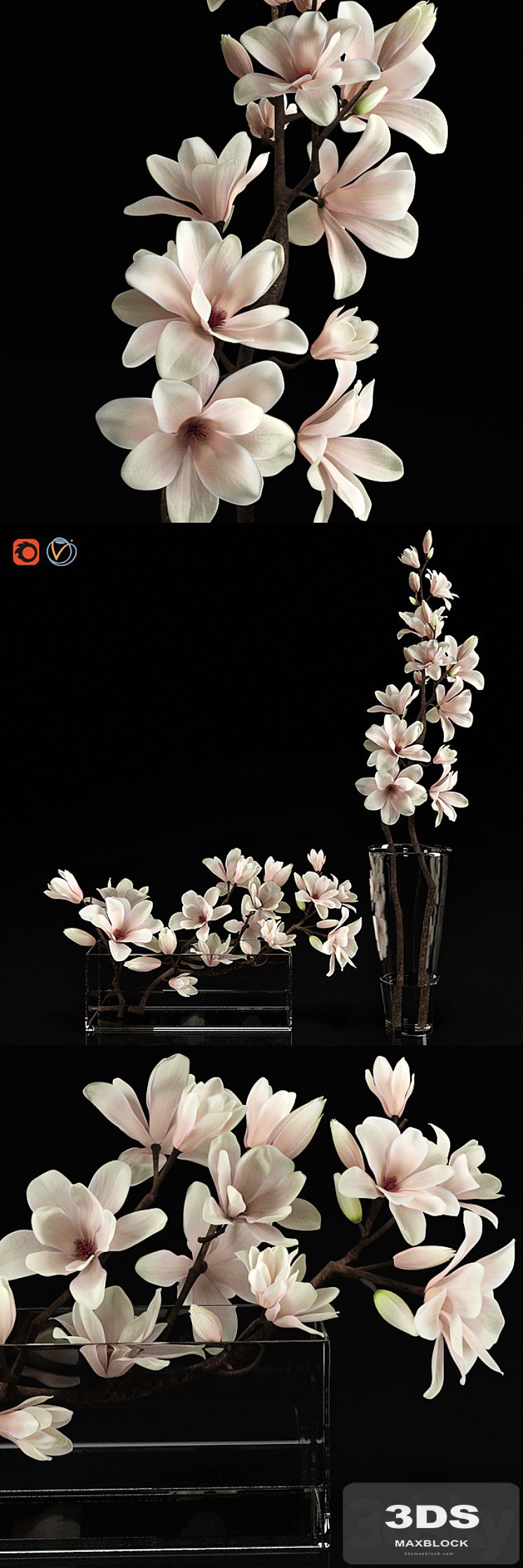 Magnolia 2
