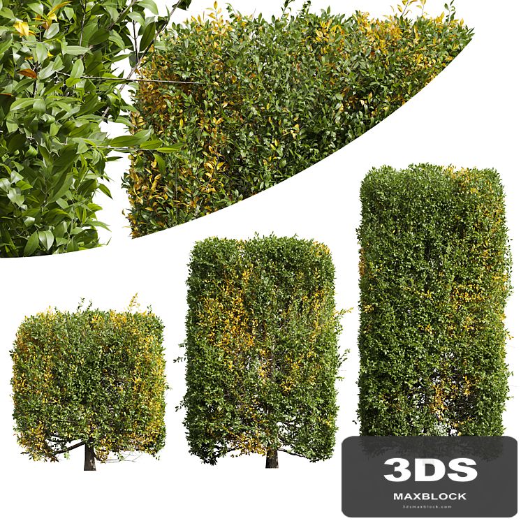 New Plant Ligustrum Quihoui Privet Pruned Box
