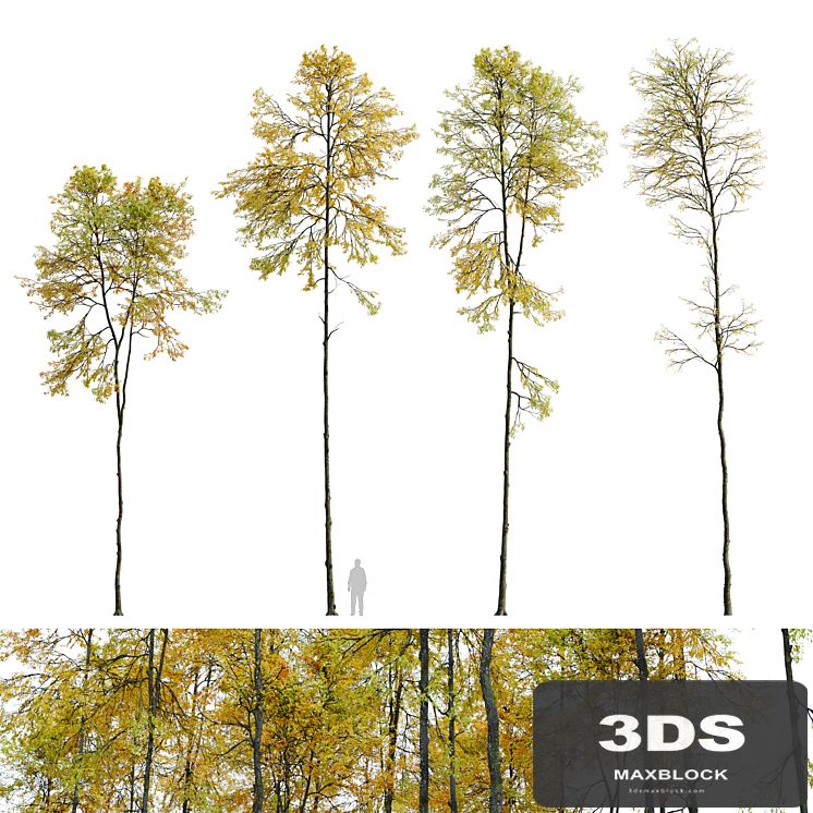 Autumn forest trees