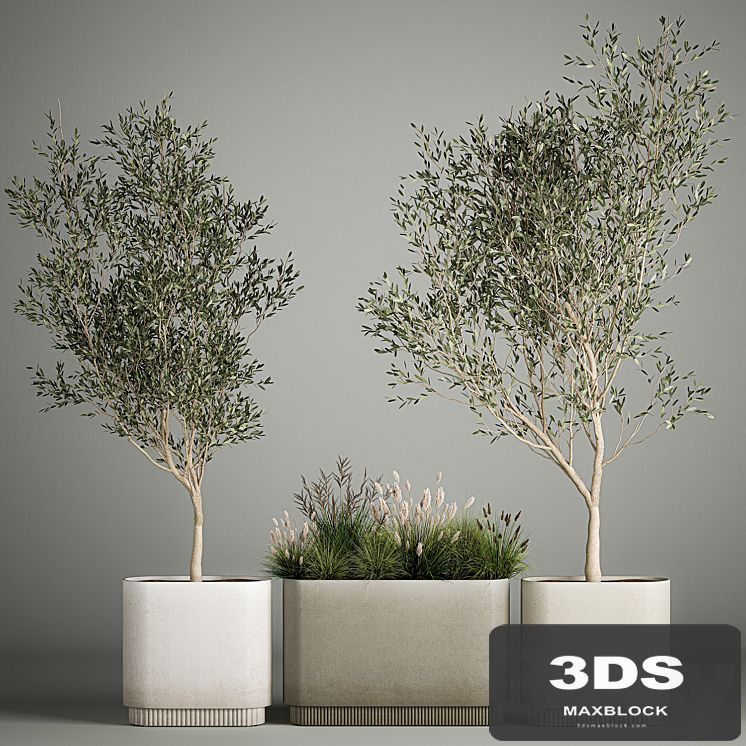 Collection of plants decorative olive trees in outdoor flowerpots for the interior with bushes in pots. 1122.