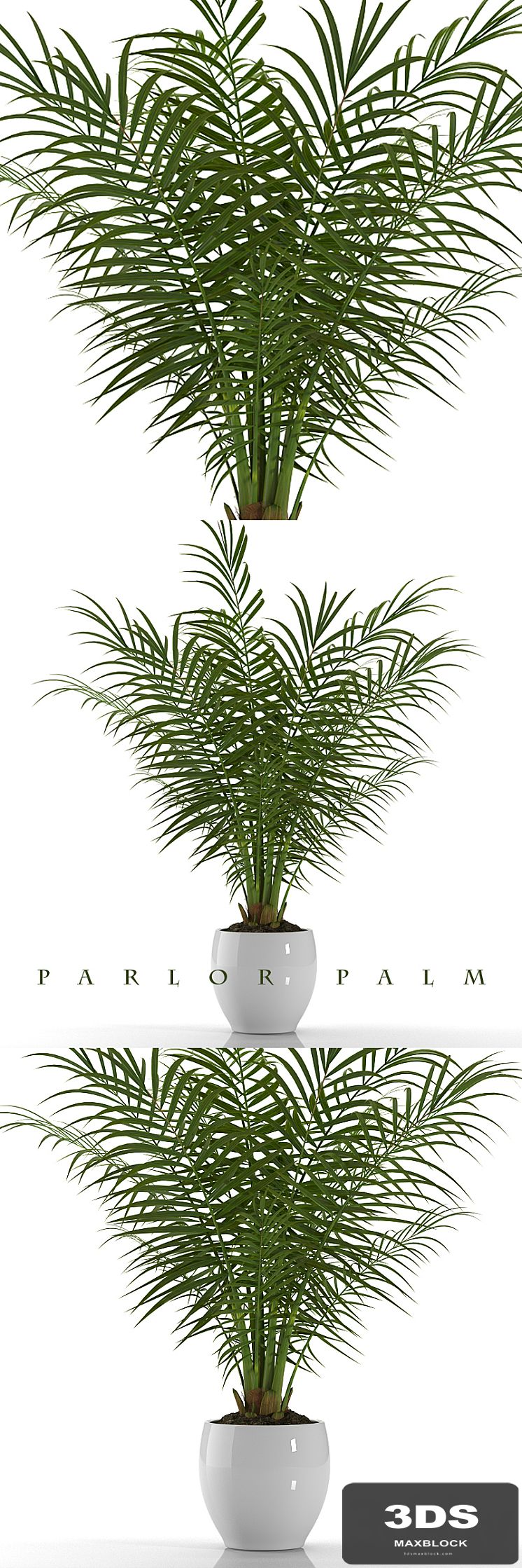 PARLOR PALM P23