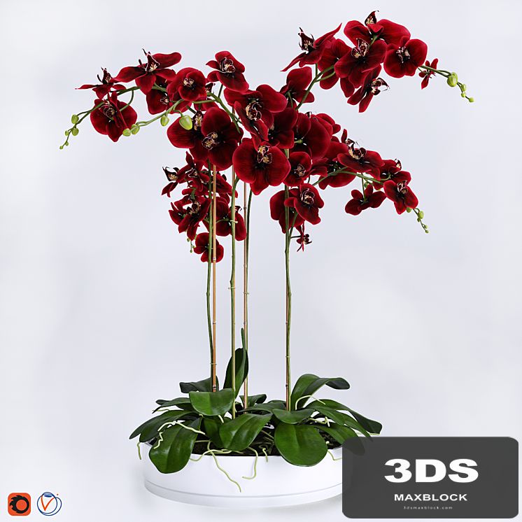 Orchid 4