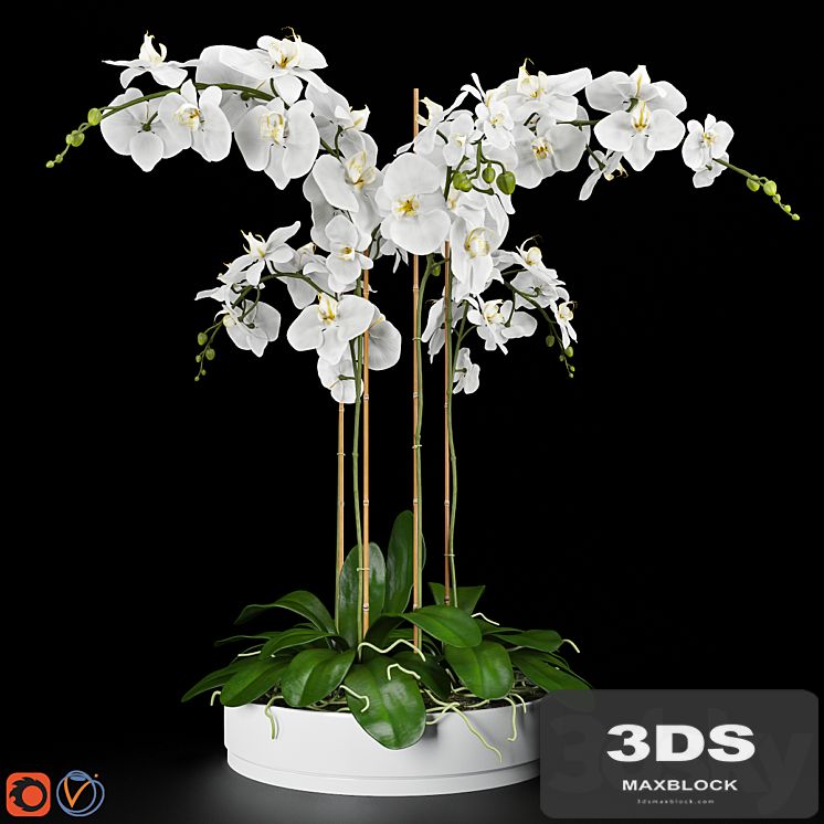 Orchid 5