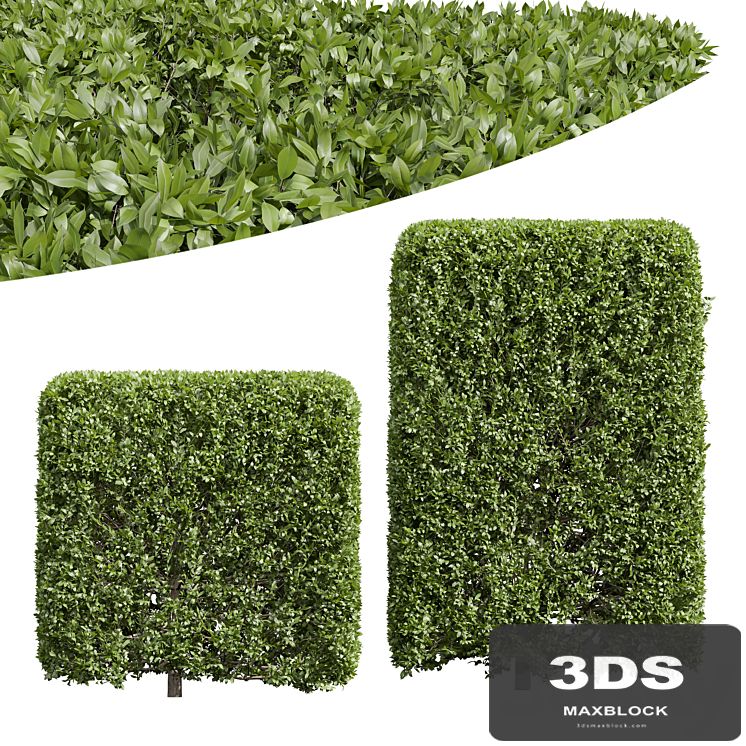 New Plant Ligustrum Quihoui Privet Pruned Box02
