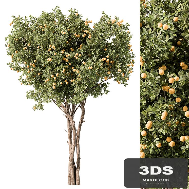 Lemon Tree Set 117