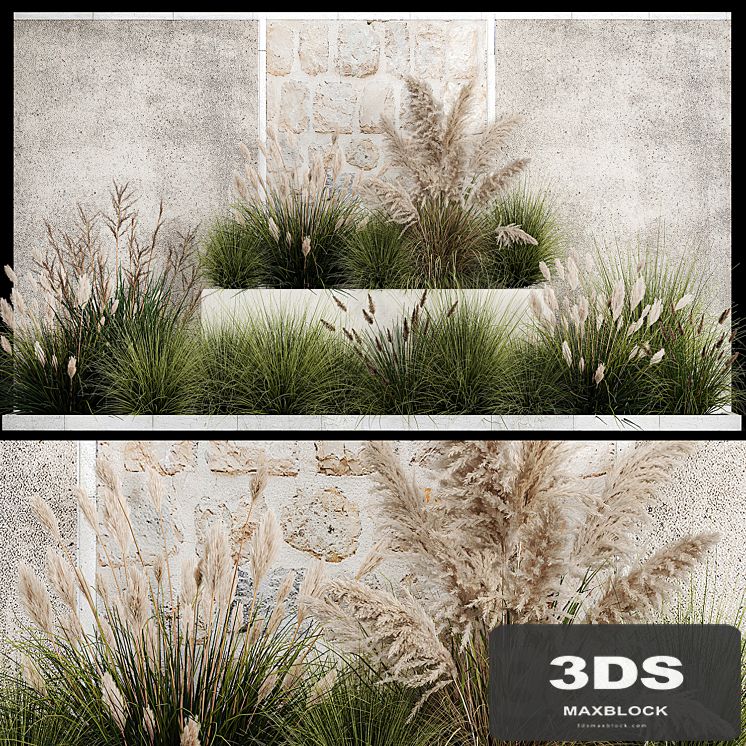 Collection of flowerbed plants and bushes with grass for landscaping, pampas grass, cortaderia and white reeds. 1126.