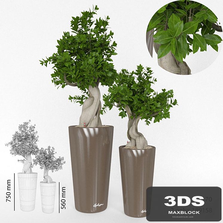 Ficus Bansal