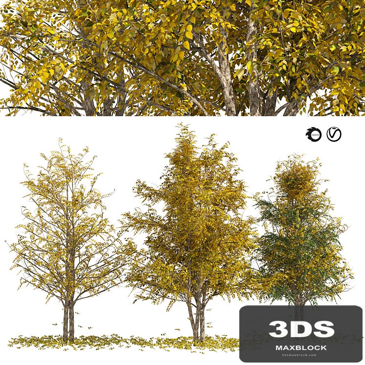 Fall Water birch Trees