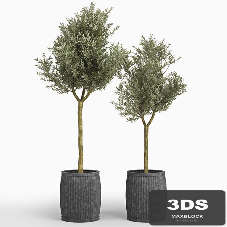Olive tree (Olea europaea)