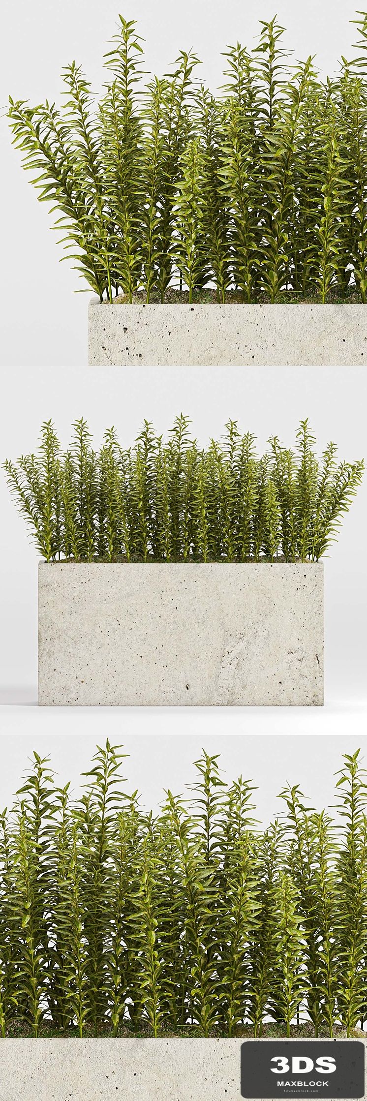 PLANT -11