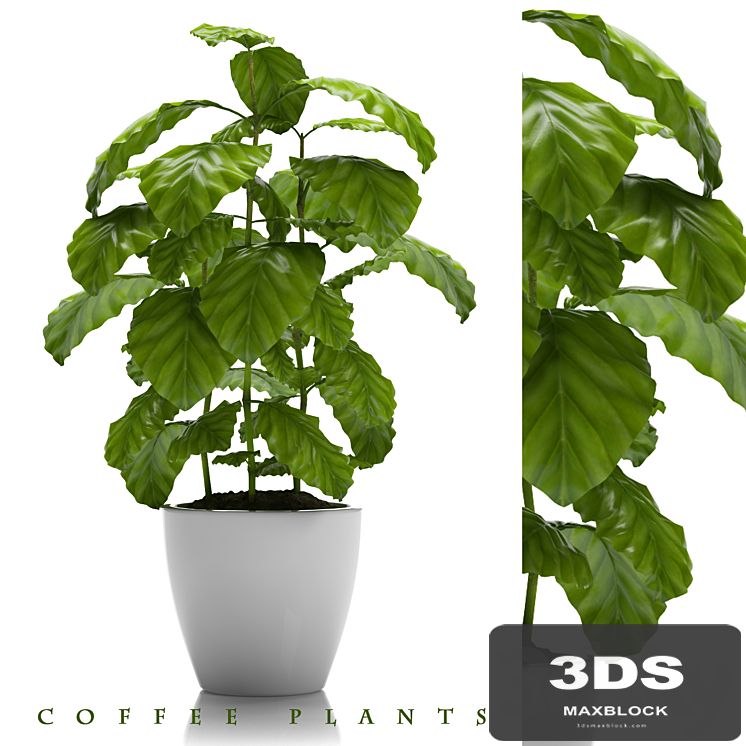 COFFEE PLANTS 24