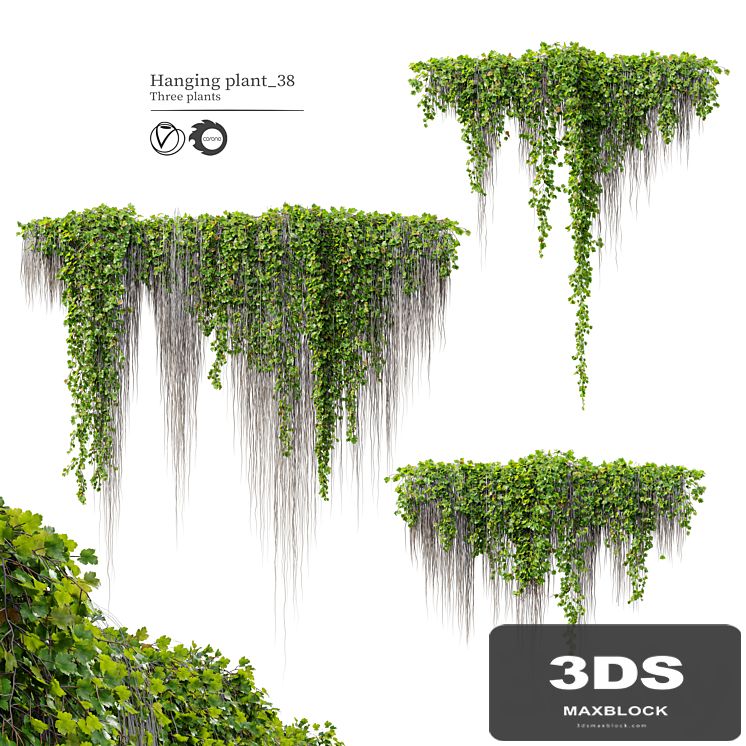 Hanging Plant 38