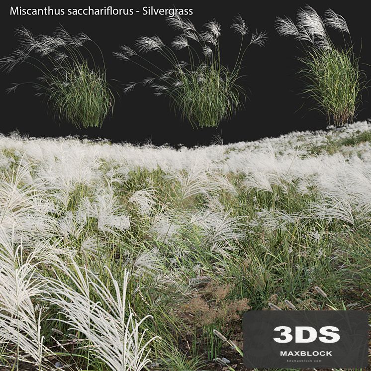 Miscanthus sacchariflorus - Silvergrass 03