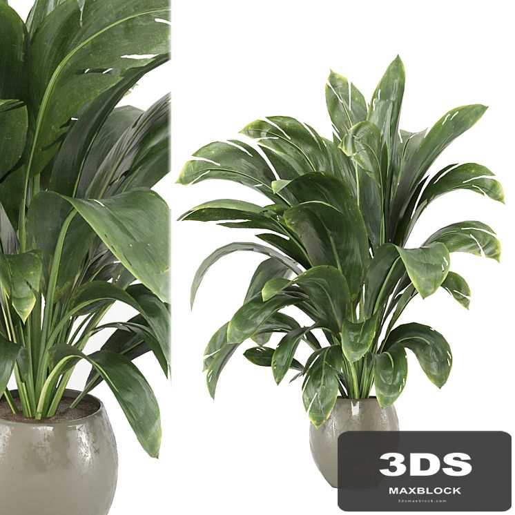 indoor Plants Collection - Set 586