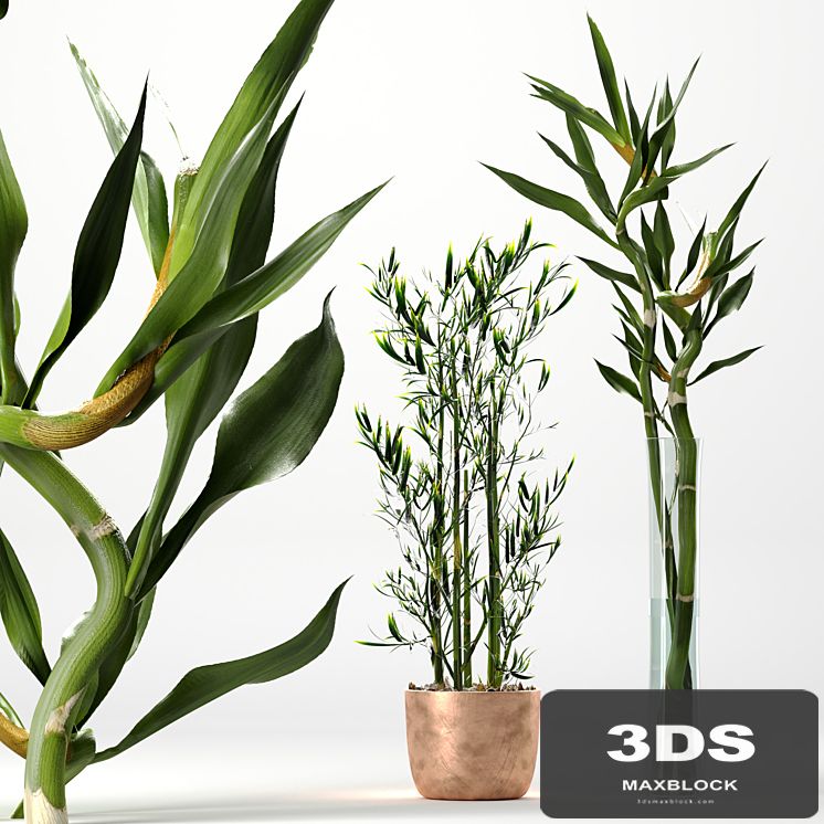 Bamboo Indoor Plant Set