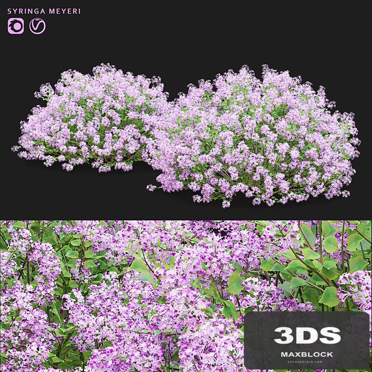 Mayers lilac bushes | Syringa meyeri