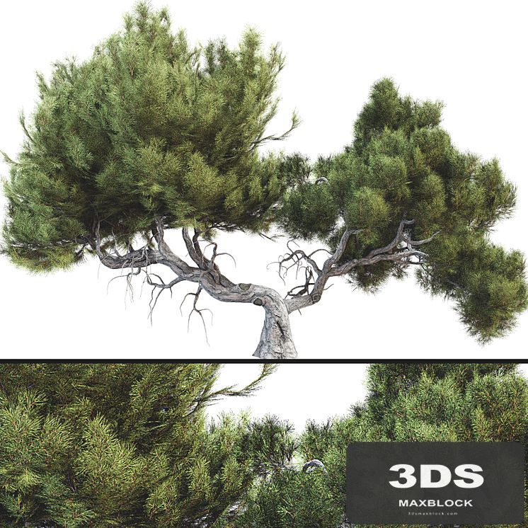 Tree 007