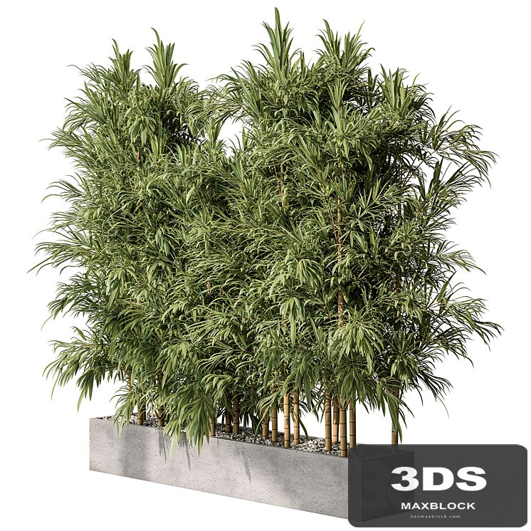 Bamboo Plants - Outdoor Plants 469