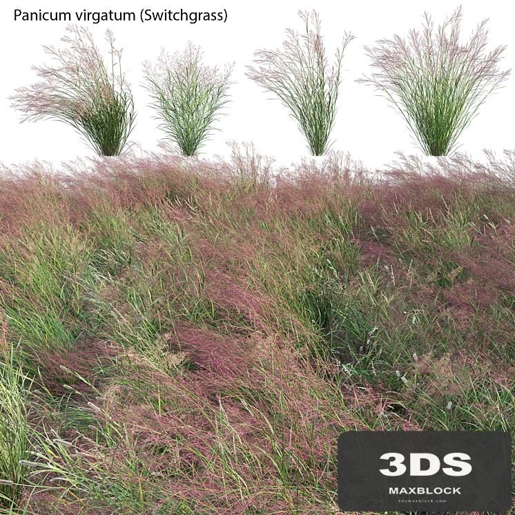 Panicum virgatum (Switchgrass)