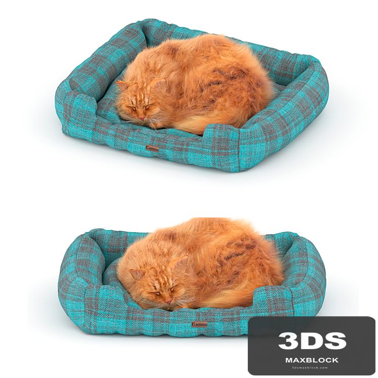 Ginger cat on the bed