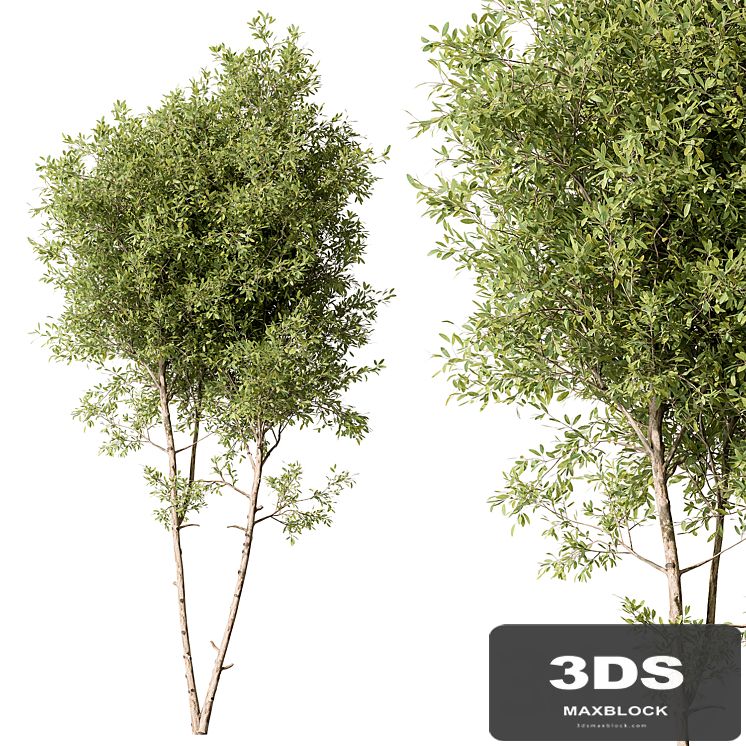 Tree Green Maple - Set 125