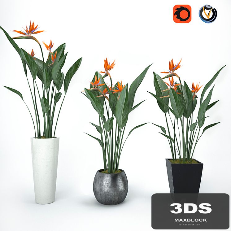 Strelitzia