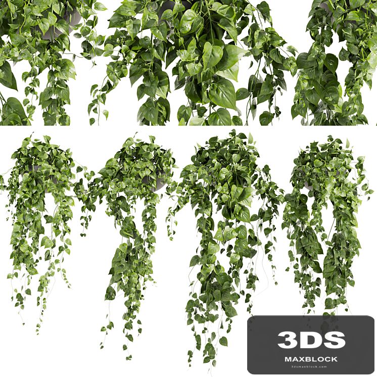 Collection plant vol 412 - pothos - hanging - ampelous