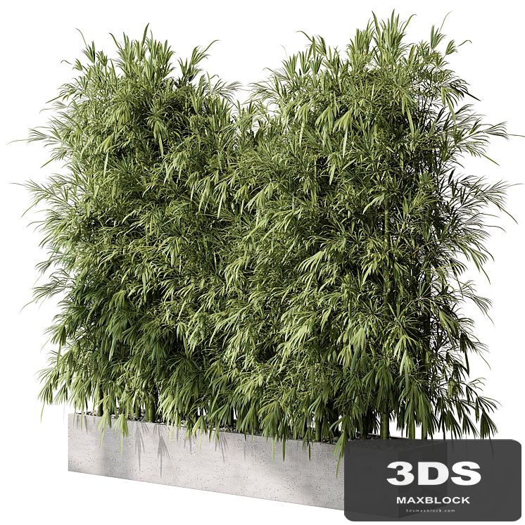 Bamboo Plants - Outdoor Plants 468