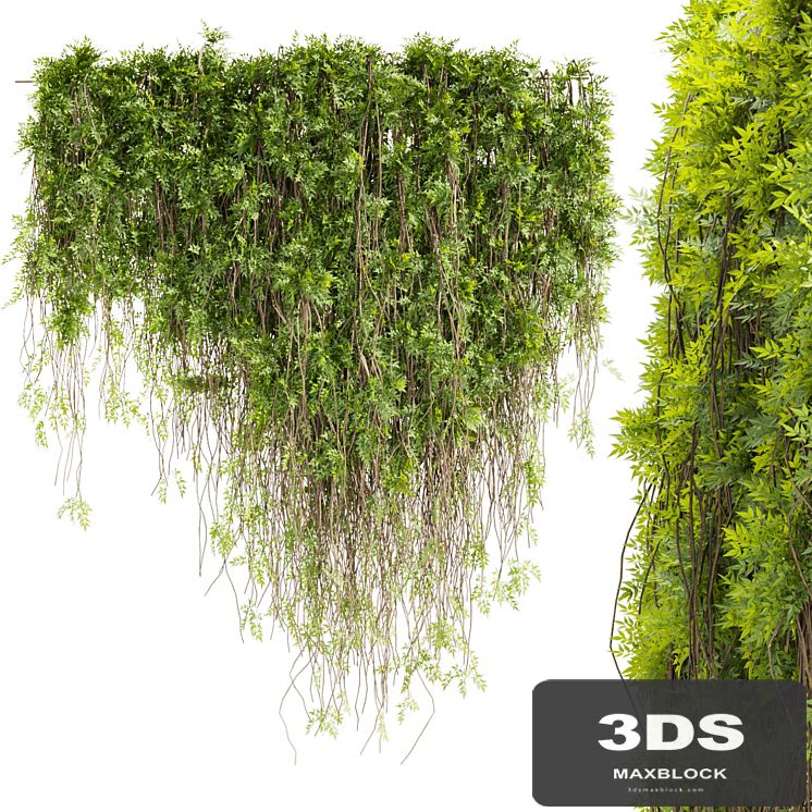 Collection plant vol 415 - leaf - outdoor - ivy