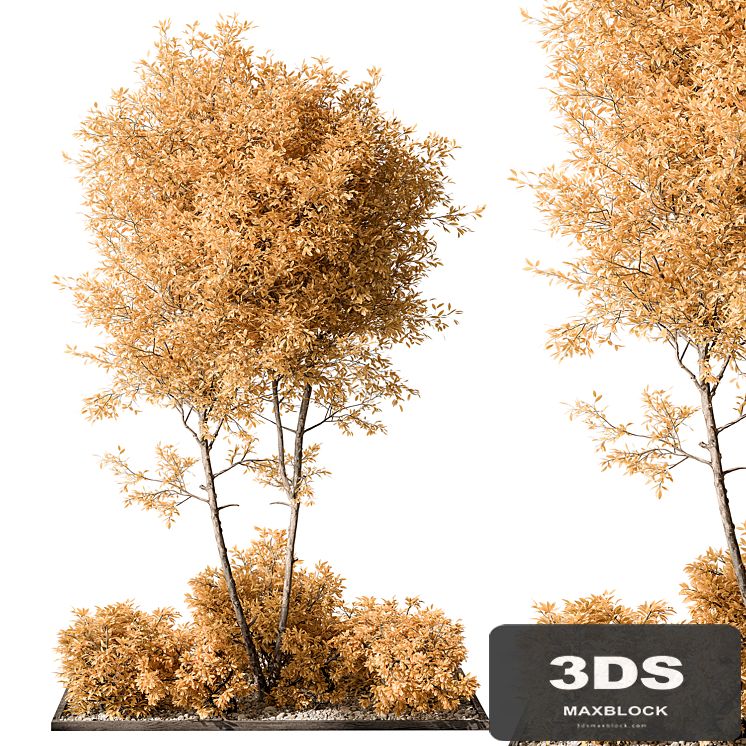 Garden Plants - Outdoor Plants 476