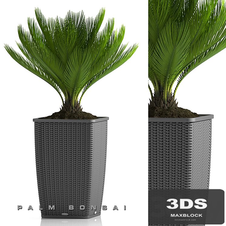 PALM BONSAI PLANTS 26