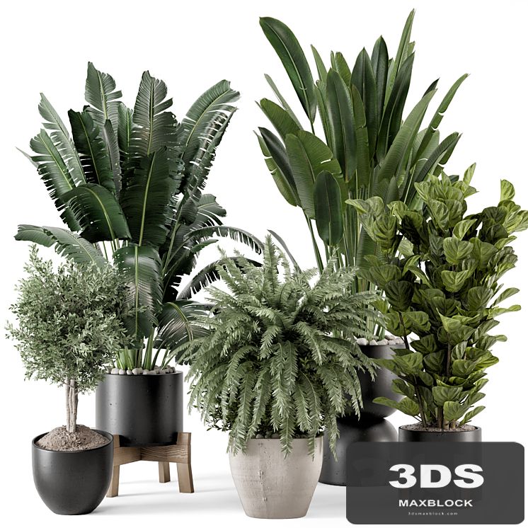 Indoor Plants in rusty Concrete Pot on Wooden Base - Set 1203