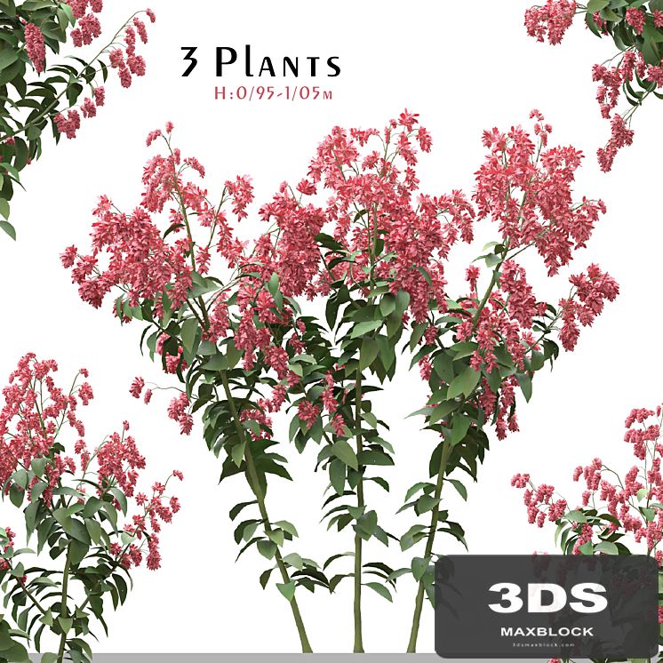 Set of Polygonum Orientale Plant ( Princes Feather ) ( 3 Plants )