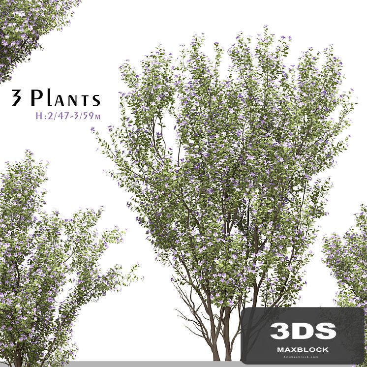 Set of Tibouchina Semidecandra Plant ( Princess flower ) ( 3 Plants )