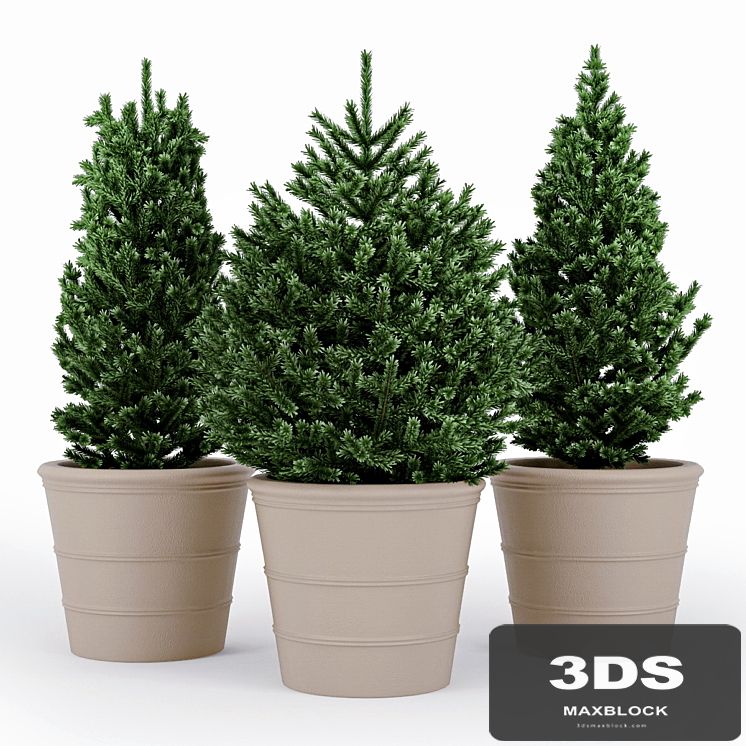 Fir tree