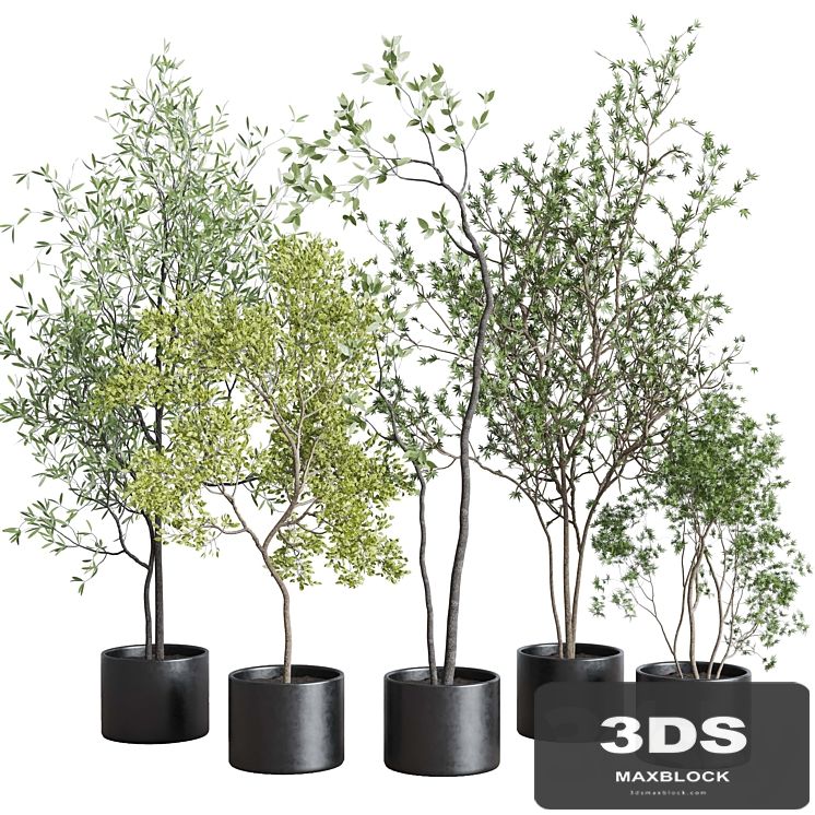 collection indoor plant 326 concrete vase