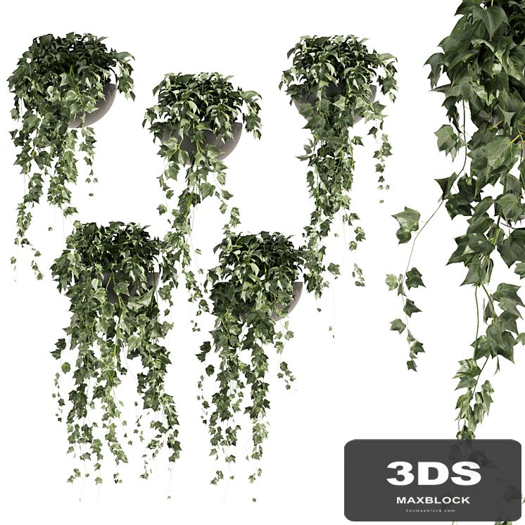 Collection plant vol 422 - Hedera - hanging - ampelous - indoor - ivy
