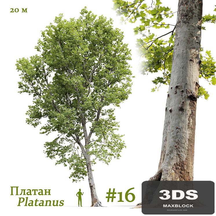 Plane-tree / Sycamore / Platanus #16