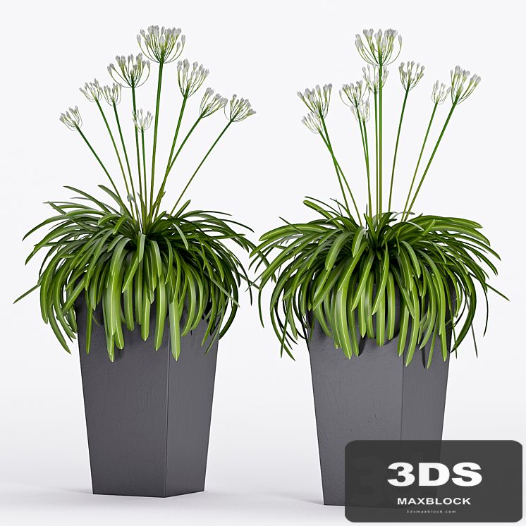PLANT -16