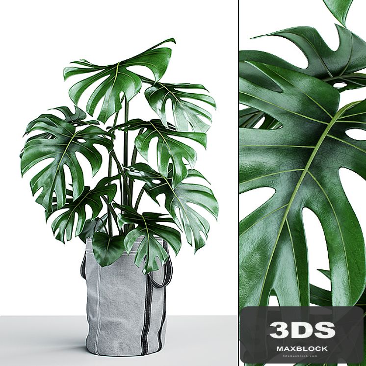 Monstera in tissue pots