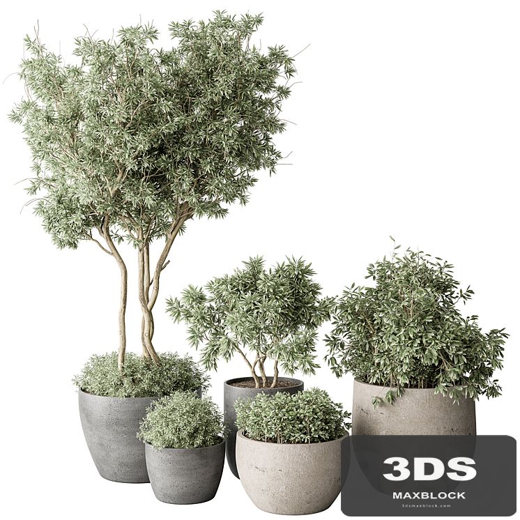 Outdoor Plant 488 - Pine Plants