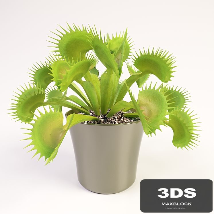 Venus flytrap