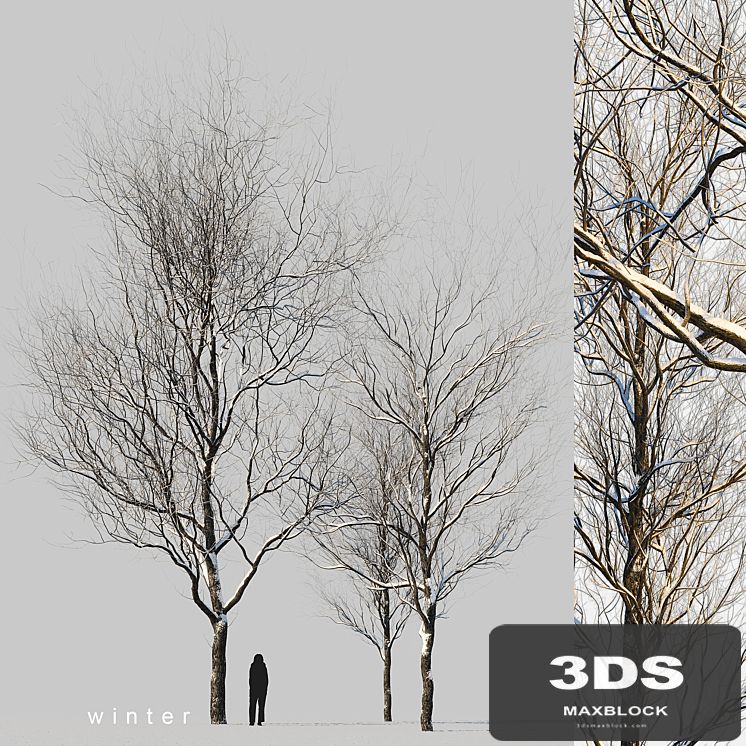 snow-covered trees