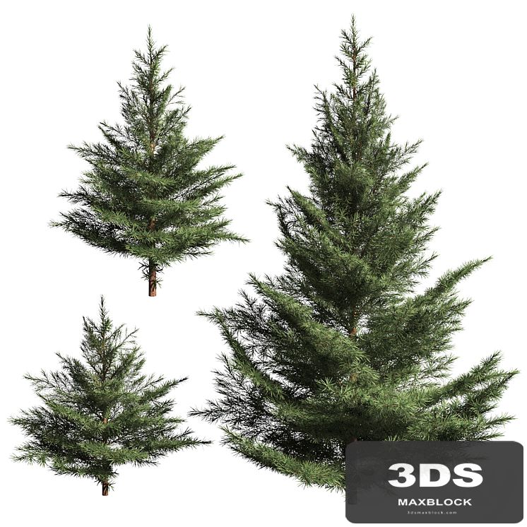 Collection of firs. 3 models