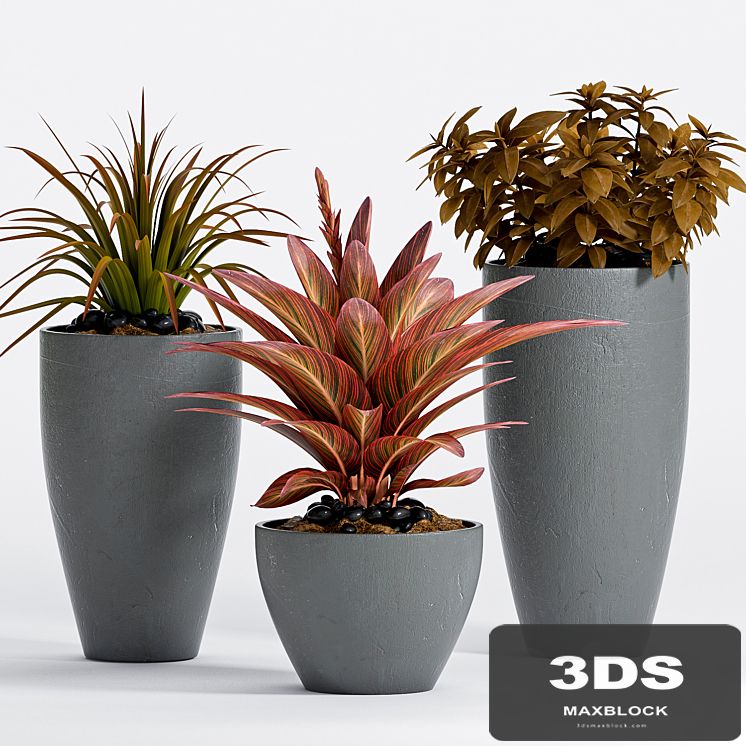 PLANT -17